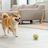 What Age Can Dogs Have Dental Chews? A Comprehensive Guide to Your Pup's Oral Health