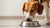 What Age Can Dogs Start Eating Adult Food? A Comprehensive Guide for Pet Owners-140404752623