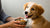 What Age Can I Feed My Puppy Dog Food? A Comprehensive Guide for New Pet Owners