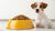 What Age Can My Dog Stop Eating Puppy Food? A Comprehensive Guide to Feeding Transitions