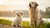 What Age Can My Puppy Eat Adult Dog Food? A Comprehensive Guide