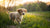 What Age Can My Puppy Eat Dog Food: The Essential Guide for Pet Owners-140294750447