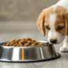 What Age Can Puppies Eat Dog Food? A Comprehensive Guide for Pet Owners