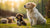 What Age Can Puppies Have Adult Dog Food? Navigating the Transition with Care