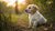 What Age Can You Feed a Puppy Dog Food?