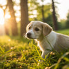What Age Can You Start Feeding Puppies Dog Food: A Comprehensive Guide