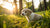 What Age Can You Start Feeding Puppies Dog Food: A Comprehensive Guide