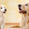 What Age Do Dogs Come Off Puppy Food? A Comprehensive Guide to Transitioning Your Furry Friend
