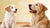 What Age Do Dogs Come Off Puppy Food? A Comprehensive Guide to Transitioning Your Furry Friend