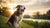 What Age Do Dogs Eat Adult Food: Timing the Transition for Your Pup-140406522095