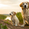 What Age Do Dogs Get Adult Food? A Comprehensive Guide to Transitioning Your Puppy