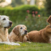 What Age Do Dogs Need Senior Food? Understanding When to Make the Switch