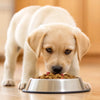 What Age Do Dogs Start Eating Hard Food?