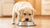 What Age Do Dogs Start Eating Hard Food? A Guide to Transitioning Your Puppy to Solid Nutrition