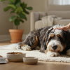 What Age Do Dogs Switch to Adult Food? A Comprehensive Guide for Pet Owners