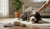 What Age Do Dogs Switch to Adult Food? A Comprehensive Guide for Pet Owners
