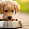 What Age Do Puppies Eat Dog Food? A Comprehensive Guide to Your Puppy's Dietary Needs