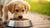 What Age Do Puppies Eat Dog Food? A Comprehensive Guide to Your Puppy's Dietary Needs