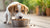 What Age Do Puppies Start Eating Dog Food? A Comprehensive Guide