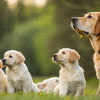 What Age Do Puppies Switch to Dog Food? A Comprehensive Guide