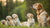 What Age Do Puppies Switch to Dog Food? A Comprehensive Guide