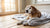 What Age Do You Give Dogs Senior Food? Understanding the Transition to Senior Dog Nutrition-141041762543