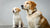 What Age Do You Give Puppies Dog Food? A Complete Guide to Transitioning Your Puppy to Adult Dog Food