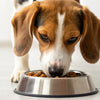 What Age Do You Stop Giving a Dog Puppy Food? Understanding the Transition to Adult Dog Nutrition