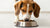 What Age Do You Stop Giving a Dog Puppy Food? Understanding the Transition to Adult Dog Nutrition