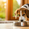 What Age Do You Stop Giving Your Dog Puppy Food?