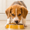 What Age Do You Switch a Puppy to Dog Food? Understanding the Transition