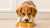 What Age Do You Switch a Puppy to Dog Food? Understanding the Transition