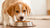 What Age Do You Switch Puppies to Dog Food? Navigating the Transition with Confidence