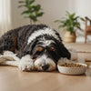 What Age Do You Switch to Adult Dog Food? Understanding the Transition for Your Growing Pup