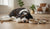 What Age Do You Switch to Adult Dog Food? Understanding the Transition for Your Growing Pup