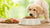 What Age Does a Dog Stop Eating Puppy Food? Understanding the Transition to Adult Dog Nutrition