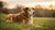 What Age Should a Dog Eat Senior Food? Understanding the Transition for Your Aging Pet-140409405679
