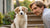 What Age Should a Puppy Start Eating Dog Food? A Comprehensive Guide for New Dog Parents