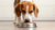 What Age Should Dogs Eat Adult Food? A Comprehensive Guide for Pet Owners