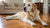 What Age Should Dogs Eat Senior Food? Understanding Your Dog's Nutritional Needs as They Age
