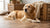 What Age Should I Switch My Dog to Senior Food? Understanding Your Dog’s Nutritional Needs-141218742511