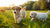 What Age Should Puppies Start Eating Dog Food? A Comprehensive Guide for Pet Owners