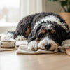 What Age Should You Switch to Adult Dog Food: A Comprehensive Guide