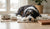 What Age Should You Switch to Adult Dog Food: A Comprehensive Guide-141415186671