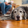 What Age Should You Switch to Senior Dog Food? A Comprehensive Guide for Pet Owners