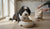 What Age to Give Dog Adult Food: A Comprehensive Guide for Pet Owners-141415612655