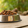 What Age to Start Feeding Adult Dog Food