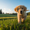 What Age to Switch from Puppy to Adult Dog Food: A Comprehensive Guide for Pet Owners