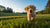 What Age to Switch from Puppy to Adult Dog Food: A Comprehensive Guide for Pet Owners