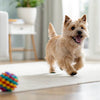 What Are Dog Biscuits Made Of? Unlocking the Secrets Behind Your Pup's Favorite Treat